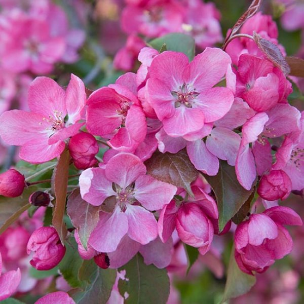 (image for) Malus 'Rudolph' (Crab Apple Tree)