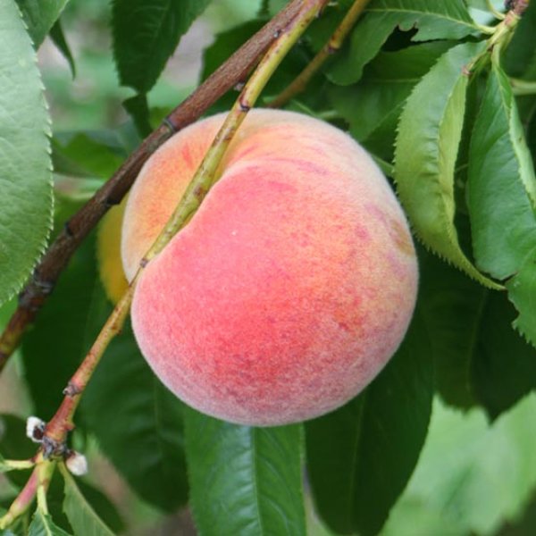 Peach Tree 'Avalon Pride' (Pot Grown)