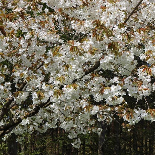 Prunus 'Tai-haku' (Pot Grown) (Great White Cherry)