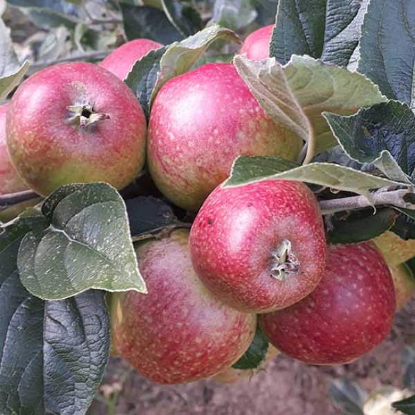 (image for) Cider Apple Tree 'Porter's Perfection'