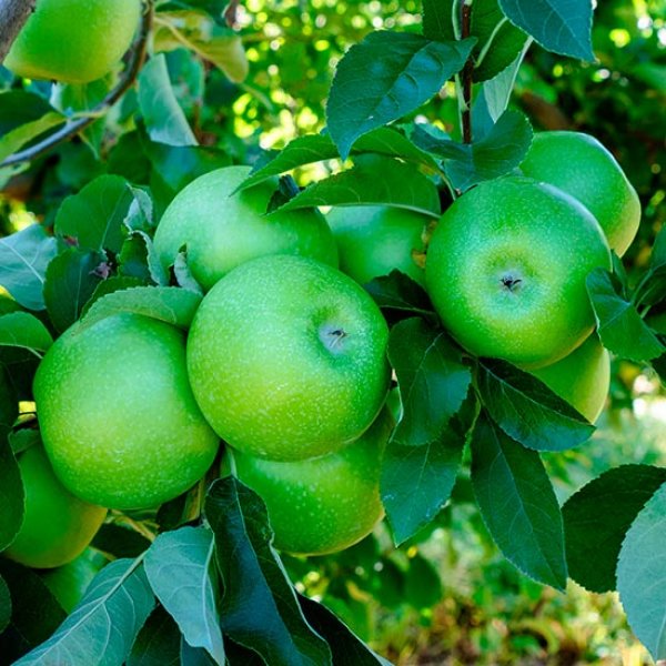 Apple Tree 'Granny Smith' (Pot Grown)