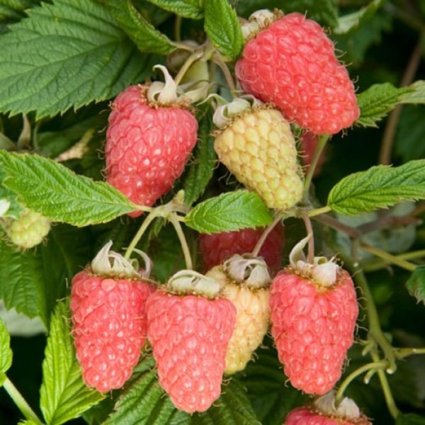 (image for) Raspberry 'Malling Minerva' (6 canes)