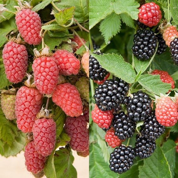 (image for) Blackberry & Hybrid Collection (2 pot grown plants)