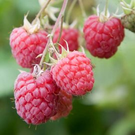 (image for) Long Cane Raspberry 'Octavia' (6 canes)