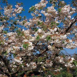 (image for) Prunus 'Shogetsu' (Japanese Flowering Cherry)