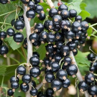 (image for) Blackcurrant Bush 'Ben Lomond'