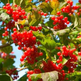 (image for) Guelder Rose Hedging (12 plants)