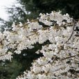Prunus x yedoensis ‘Ivensii’ (Pot Grown) Weeping Cherry Tree