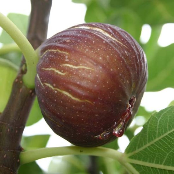 (image for) Fig Tree 'Madeleine de Deux Saisons'