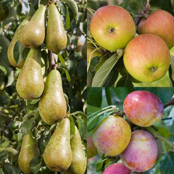 (image for) Apple, Pear & Plum Collection (3 Trees)