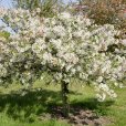 (image for) Malus \'Sun Rival\' (Crab Apple Tree)