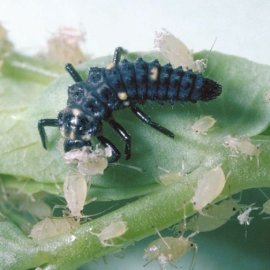 (image for) Ladybird Larvae (Treatment for 20m²)