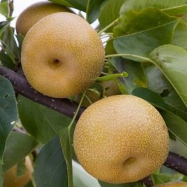 Nashi Pear Tree 'Kumoi' (Pot Grown)