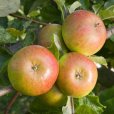 Apple Tree \'Pixie\' (Pot Grown)