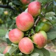 Cordon Apple \'Red Windsor\' (Pot Grown)