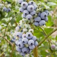 Blueberry Bush \'Bluecrop\'