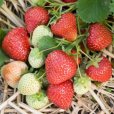 Strawberry Plants \'Honeoye\' (12 plants)