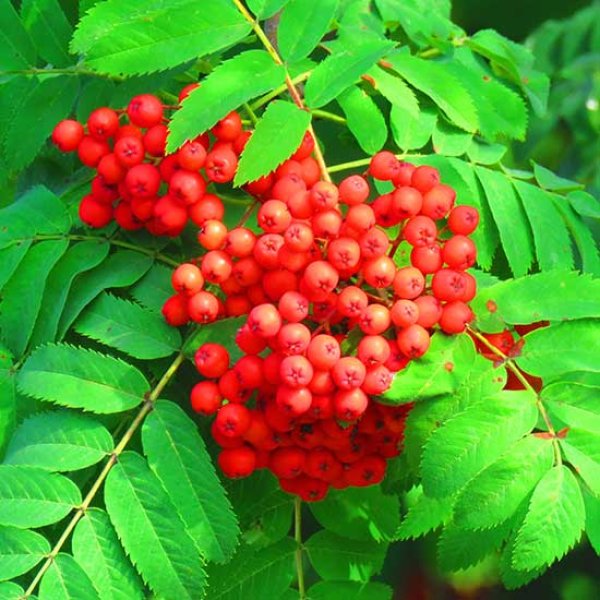 Plants, Seeds & Bulbs Sorbus Aucuparia Mountain Ash Tree 3-4ft Supplied ...