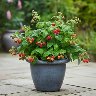 Patio Raspberry 'Sweet Sunshine' (image for) Patio Raspberry 'Sweet Sunshine'