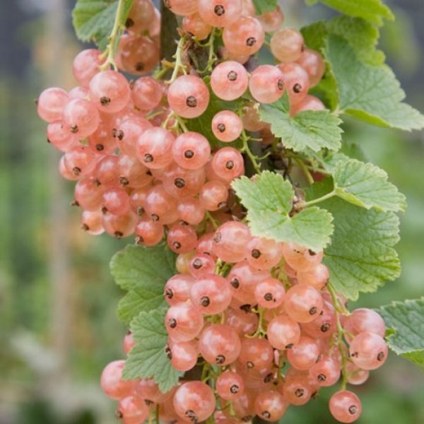 (image for) Pinkcurrant Bush 'Gloire de Sablon'