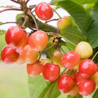 Cherry Tree 'Napoleon Bigarreau' (Pot Grown)
