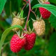 Raspberry \'Glen Mor\' (3 cell grown plants)