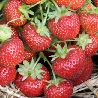 Strawberry Plants 'Royal Sovereign' (12 plants)
