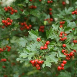 (image for) Hawthorn (May) Hedging (12 plants)