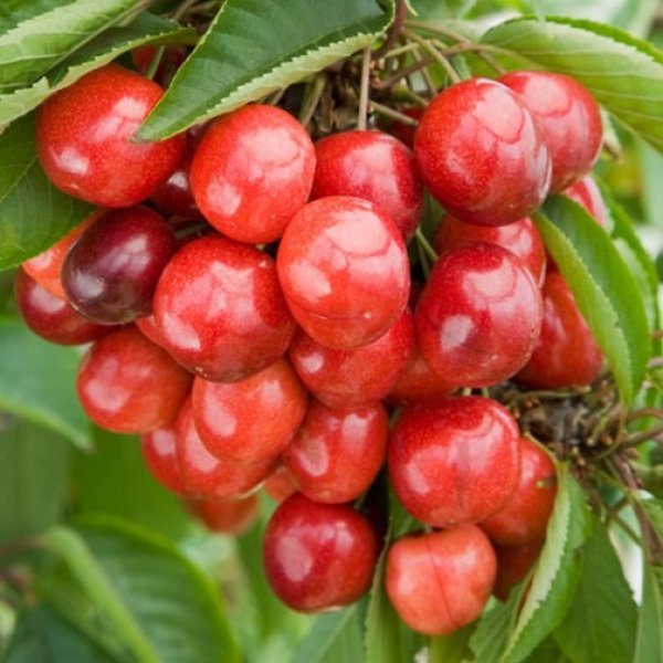 Cherry Tree 'Cherokee' (Pot Grown)