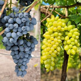 (image for) Seedless Grape Collection (2 Pot Grown Vines)