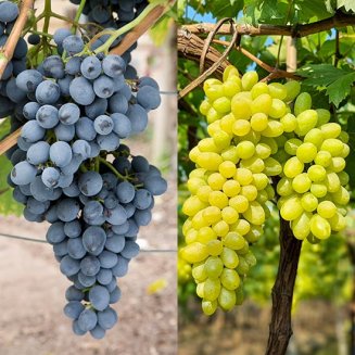 (image for) Seedless Grape Collection (2 Pot Grown Vines)