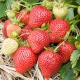 (image for) Strawberry Plants \'Florence\' (10 SuperCrowns)