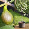 Standard Fig Tree \'Brown Turkey\'