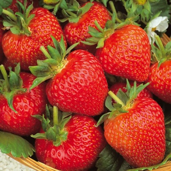 (image for) Strawberry Plants 'Flamenco' (12 plants)