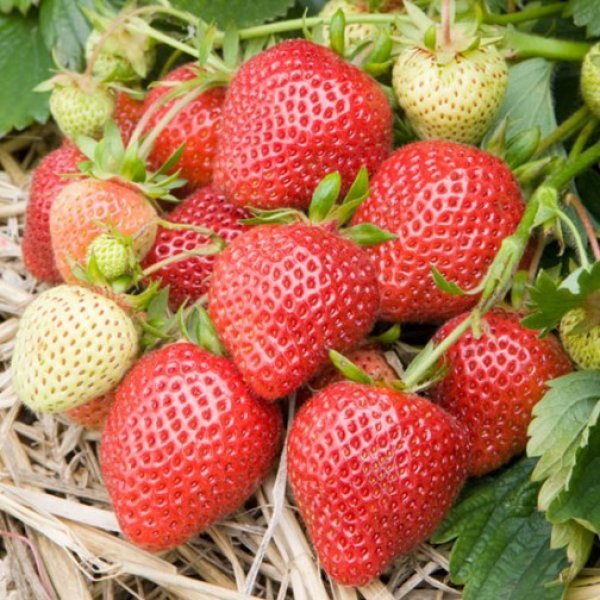 (image for) Strawberry Plants 'Florence' (10 SuperCrowns)