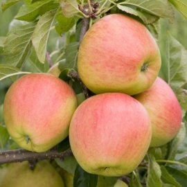 (image for) Apple Tree 'Pinova'