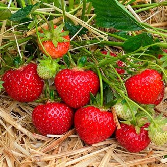 (image for) Strawberry Plants 'Rendevous' (12 plants)