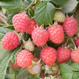 (image for) Long Cane Raspberry 'Glen Ample' (6 canes)