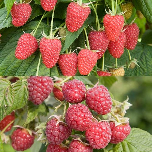 (image for) Autumn Raspberry Collection (12 canes)