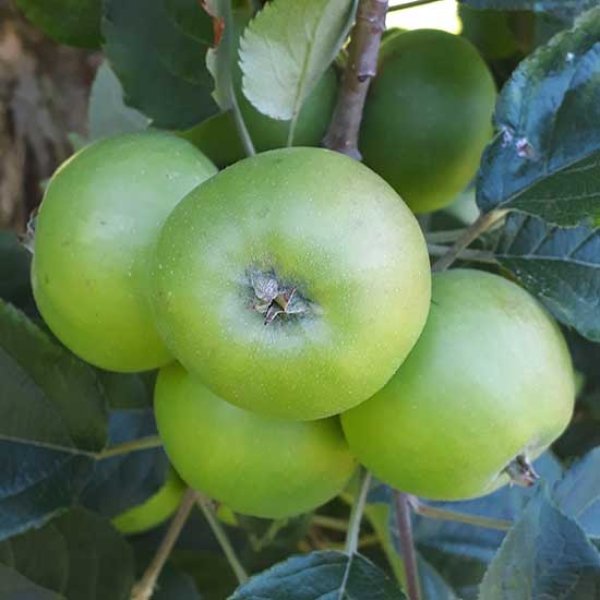 (image for) Cider Apple Tree 'Vilberie'