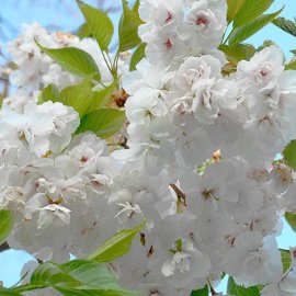 (image for) Prunus 'Shirotae' (Japanese Flowering Cherry)