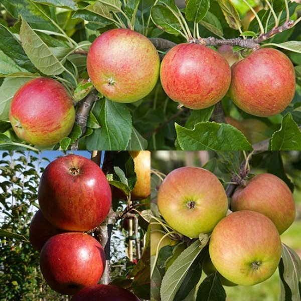 (image for) Family Apple (Falstaff/Red Ellison's/Fiesta)