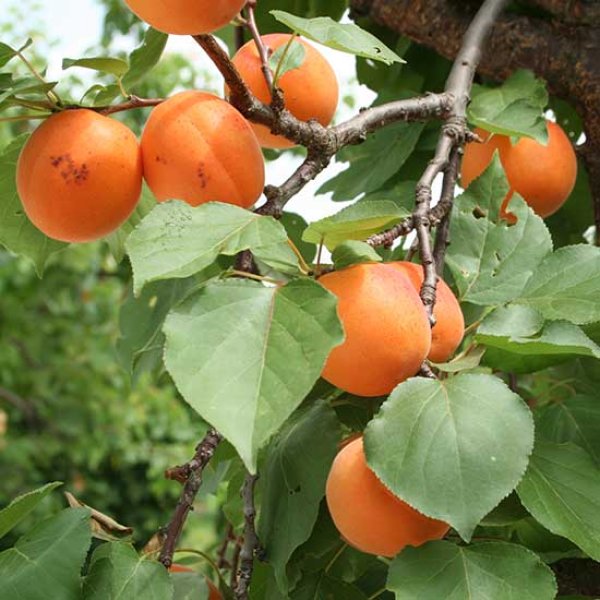 Apricot Tree 'Alfred' (Pot Grown)
