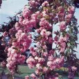 Prunus \'Kiku-shidare-zakura\' (Pot Grown) Weeping Cherry Tree