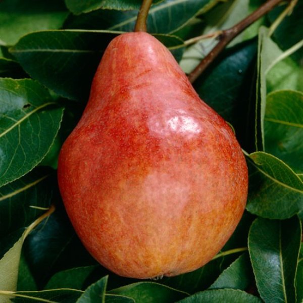Pear Tree 'Red Williams' (Pot Grown)