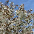 Prunus \'Tai-haku\' (Pot Grown) (Great White Cherry)