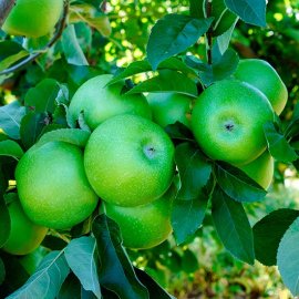 (image for) Apple Tree 'Granny Smith'