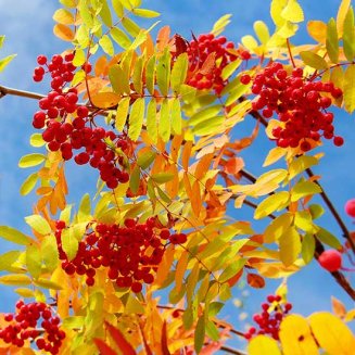 (image for) Sorbus discolor (Mountain Ash Tree)