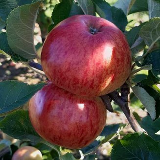 (image for) Cider Apple Tree 'Ellis Bitter'