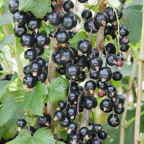 (image for) Blackcurrant Bush 'Ben Alder'